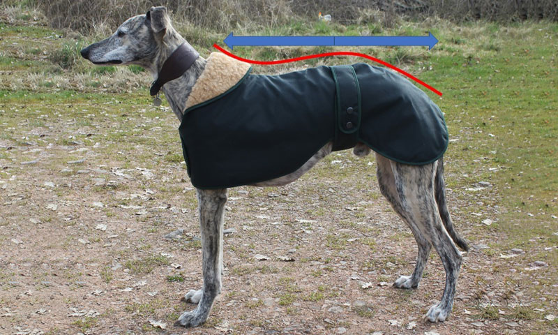 Cosipet greyhound outlet coat