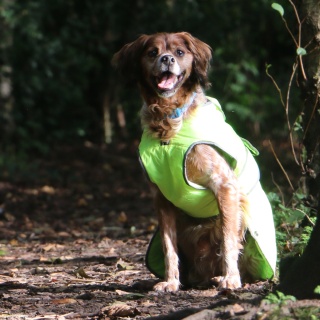 Ancol Muddy Paws Stormguard Hi-Vis Waterproof Fleece Lined Dog Coat