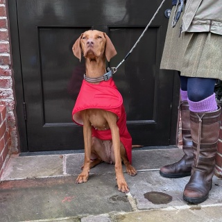 Waterproof Furlined All-Weather Dog Coat