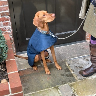 Waterproof Furlined All-Weather Dog Coat