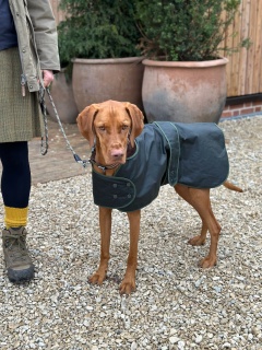 Traditional Hunter Green Waxed  Dog Coat  Made in England