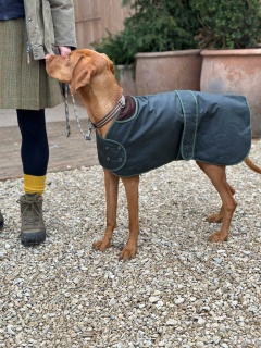 Traditional Hunter Green Waxed  Dog Coat  Made in England