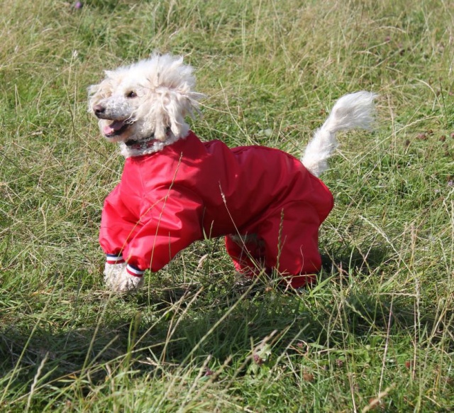 best coats for cockapoos