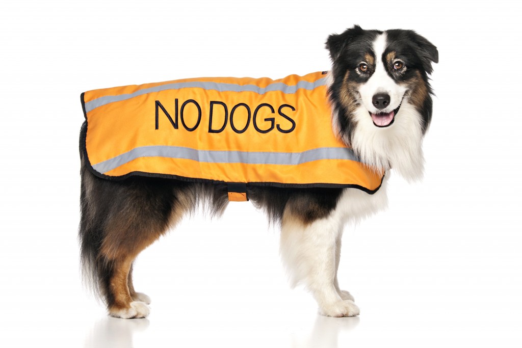 nervous dog coat