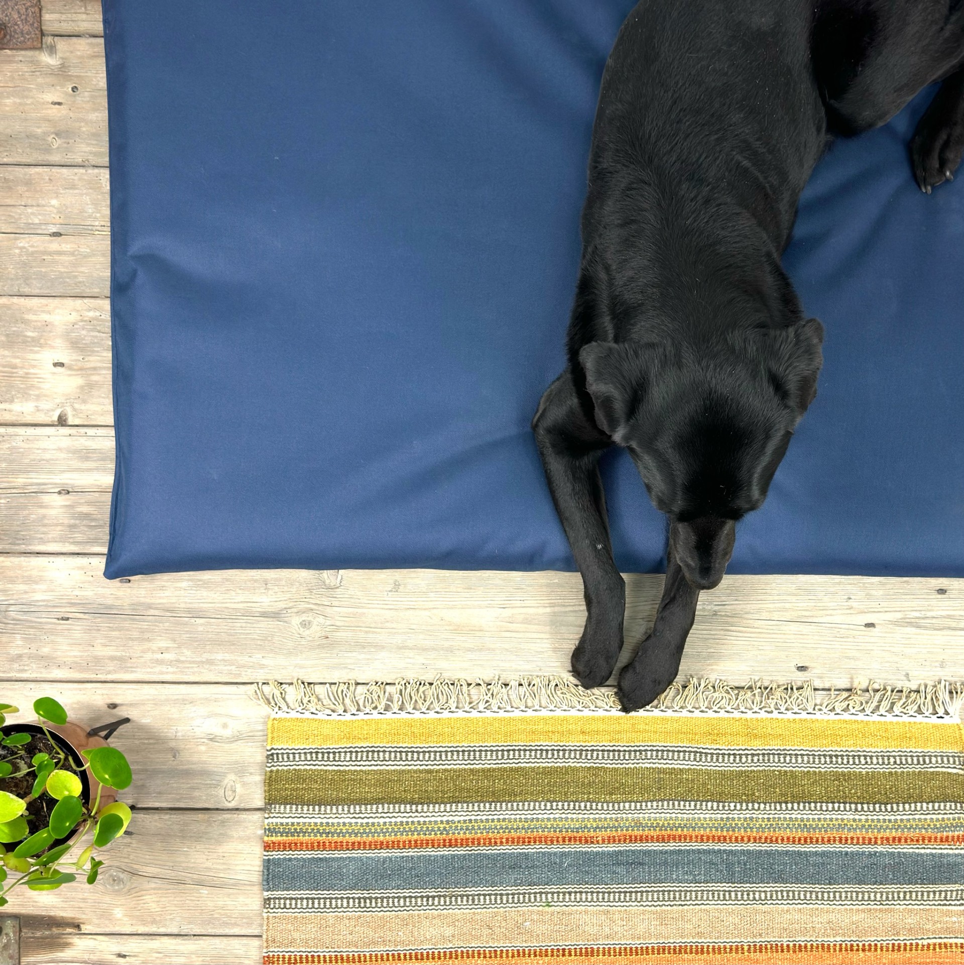 cork dog feeding mat/dog bed